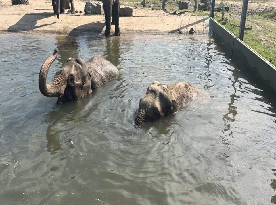Main image for Pregnant elephants dive into aqua-natal at Blackpool Zoo article