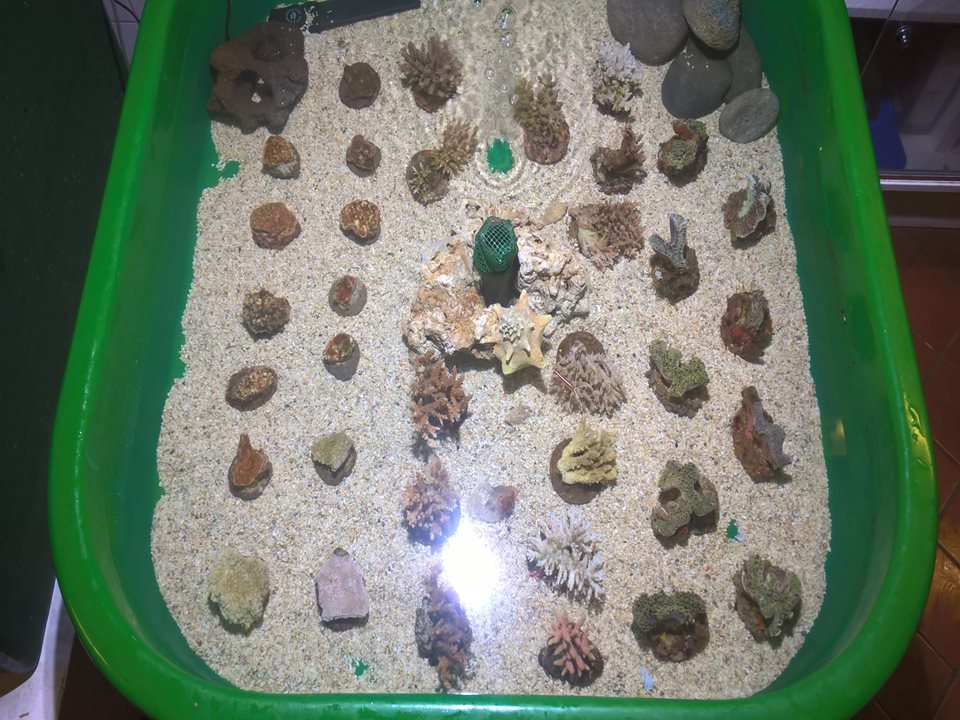 Main image for SEA LIFE Blackpool springs into action after coral seizure at airport. article