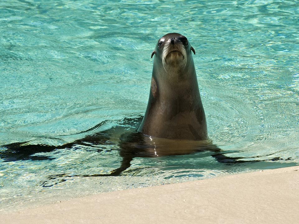 Main image for Blackpool Zoo’s September heatwave article